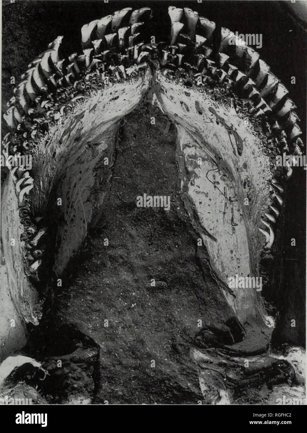. Bulletin of the British Museum (Natural History) Zoology. REDESCRIPTION OF TILAPIA GUINASANA 31. Fig. 9. Tilapia guinasana. Lower jaw in occlusal view to show the 'horseshoe'-shaped dental arcade, the unicuspid teeth situated posteriorly in the outer tooth row of the dentary, and the anterior, lingually directed, cliff-like expansion of that bone. Specimen from RUSI lot 35865 (dark blue), 76.0 mm S.L. Magnification x 10. expanded area like that in the smaller T. guinasana, but it does not have the same inflated appearance in this species. Judging from the Tilapia material studied, a marked a Stock Photo