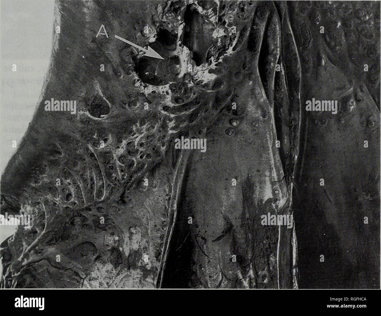 . Bulletin of the British Museum (Natural History) Zoology. Fig. 7. Tilapia guinasana. Rugose
