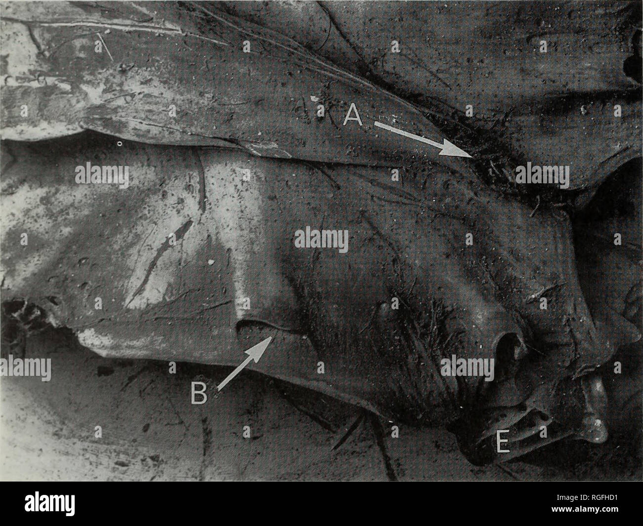 . Bulletin of the British Museum (Natural History) Zoology. . B Fig. 6. A. Tilapia guinasana