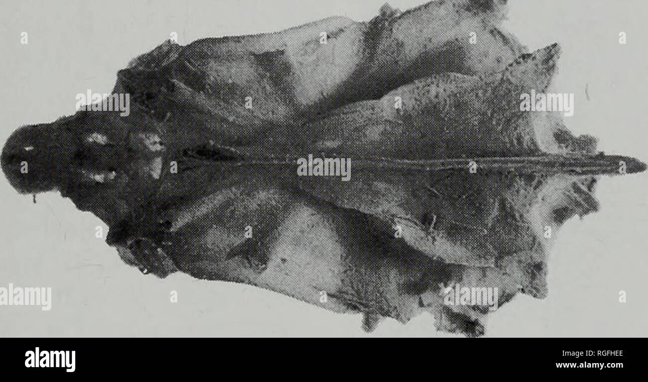 Colour morphs hires stock photography and images Alamy