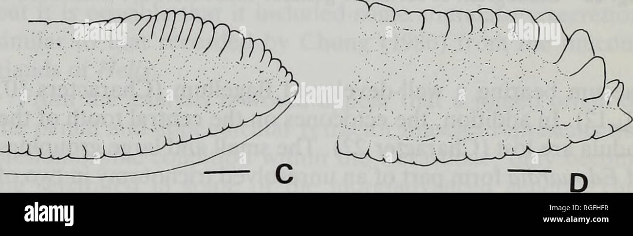 . Bulletin of the British Museum (Natural History) Zoology. Fig. 25 Spermatophore. Rhachistia rhodotaenia, Nairobi- Mombassa Road, Kenya. Scale line 1 mm (for enlargement, 0.5 mm). Additionally, an open umbilicus to the shell develops at this level of the cladogram (Character 19), which characterises of all but two of the genera. The most primitive genus in the cladogram is Pachnodus, which lacks a penial caecum (Character 10). It does, how- ever, possess a highly modified 'arboreal' radula (Characters 20-22) and a prominent tail crest (Character 14) which it shares with the two succeeding gen Stock Photo