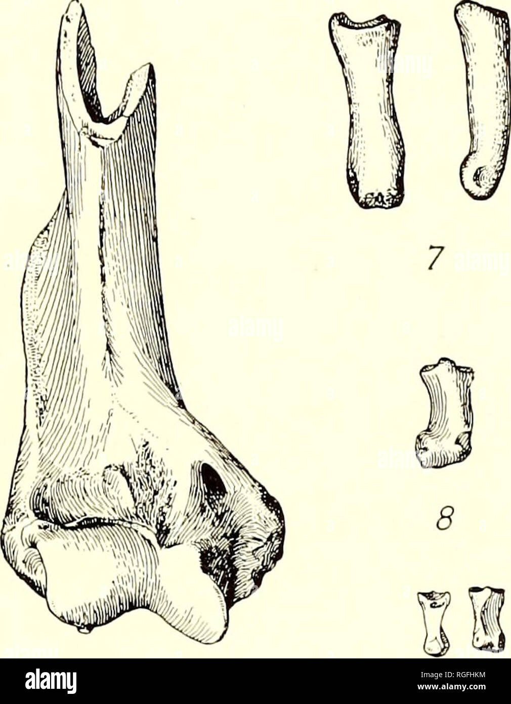. Bulletin of the Department of Geology. Geology. 1916] Merriam: Fauna of Cedar Mountain Region 175 MUSTELID?, sp A portion of a small mandible no. 19781 (fig. 5) represents a Canis-like form with slender but thick jaws, small M1; very small and one-rooted M2, and no M3. It presumably represents an unknown mustelid in the Cedar Mountain fauna. FELID, sp. A. A small phalangeal element (no. 19800, fig. 9). of a felid form from Stewart Valley, local- ity 2027, represents a cat of ap- proximately the dimensions of the existing wildcat. It is un- certain whether it represented the feline or the mac Stock Photo