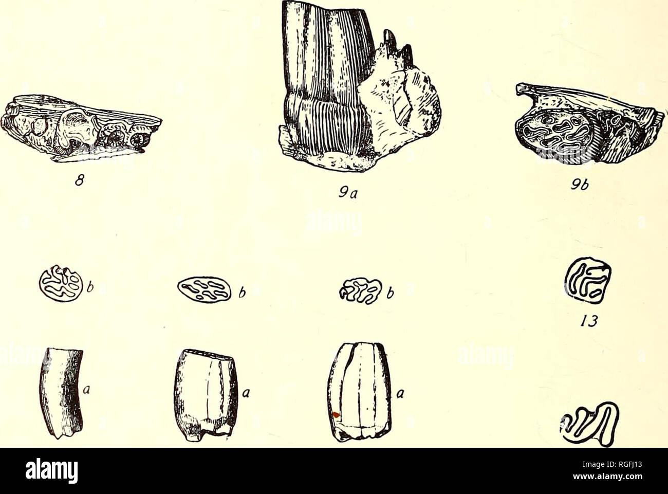 . Bulletin of the Department of Geology. Geology. 428 University of California Publications. [Geolouy from the head of Big Creek, Humboldt County, Nevada, except- ing possibly a more nearly square form; but it is reasonable to suppose that with more material the fossil form would show some distinct differences between it and the living species. Measurements Mj, anteroposterior diameter M„ transverse diameter Callospermophilus No. 12570 trepidus 1.9 mm. 1.5 mm. 1.9 2.3. 10 11 12 14 Fig. 8.—Citellus, sp. Portion of right mandible with ML. No. 12570, X 4. Figs. 9a and 9b.—Mylagaulus monodon. Left Stock Photo