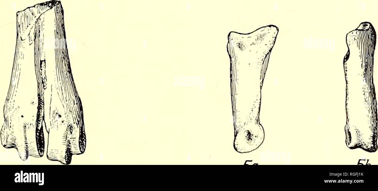 . Bulletin of the Department of Geology. Geology. 1915] Merriam: Land ...
