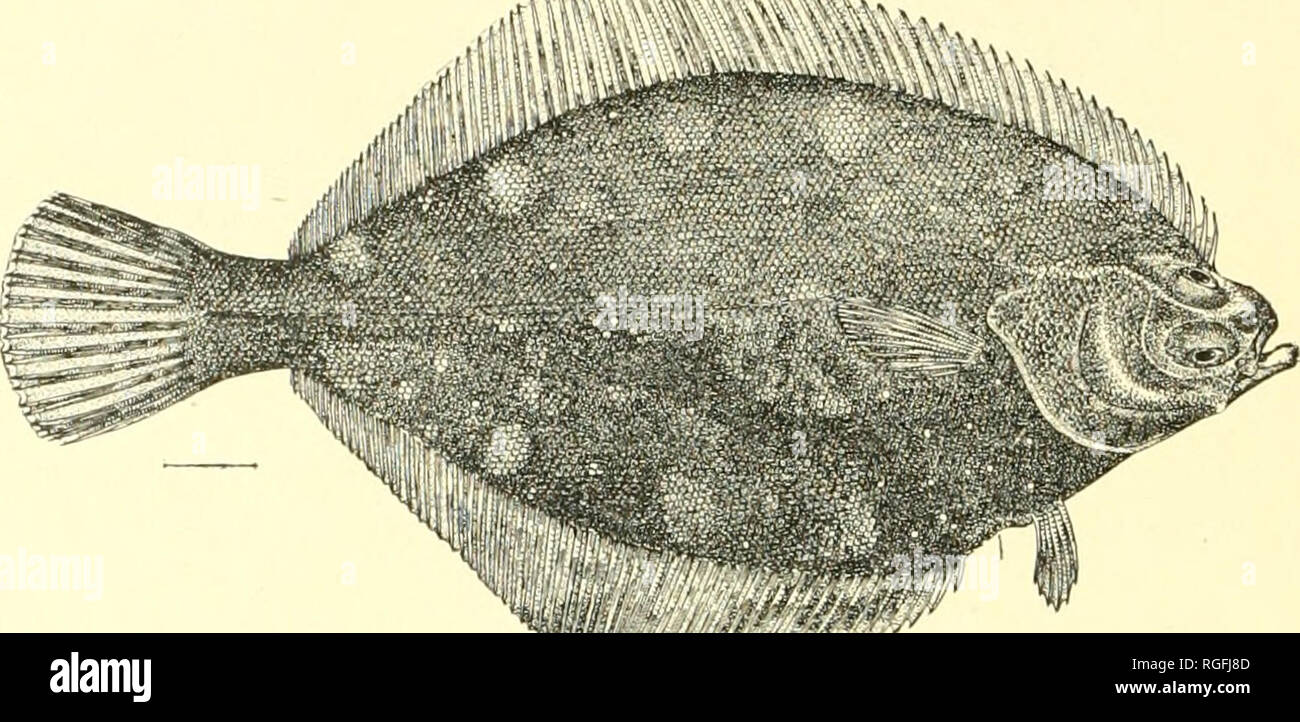 . Bulletin of the Bureau of Fisheries. Fisheries; Fish culture. 354 BULLETIN OF THE BUREAU OF FISHERIES. 279. Lepidopsetta bilineata (Ayres). This flounder is widely distributed. It takes the hook readily and was frequently taken over the rail. It was also frequently seen in the salmon traps and many were seined. Seventy-eight specimens, ranging in length from 2.25 to 17 inches, were secured, being taken at Marrowstone Point; Cordova Bay; Dundas Bay; FunterBay; Hunters Bay; Ketchikan; Tongass Harbor; Sitka; New Morzhovoi; Akutan Bay; Agattu Island: Attn Island; Yakutat; Isanotski (Issannakh) S Stock Photo
