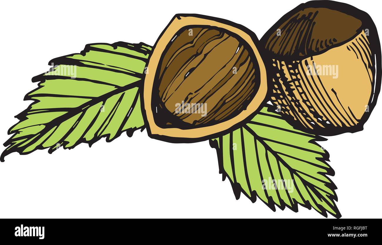 Hazelnuts sketch illustrations. Vector Hand drawn illustrations