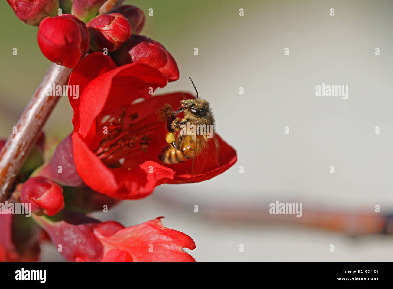 cydonia or chaenomeles japonica blossom camellia close up with a honey bee Latin apis mellifera collecting pollen in spring in Italy Stock Photo