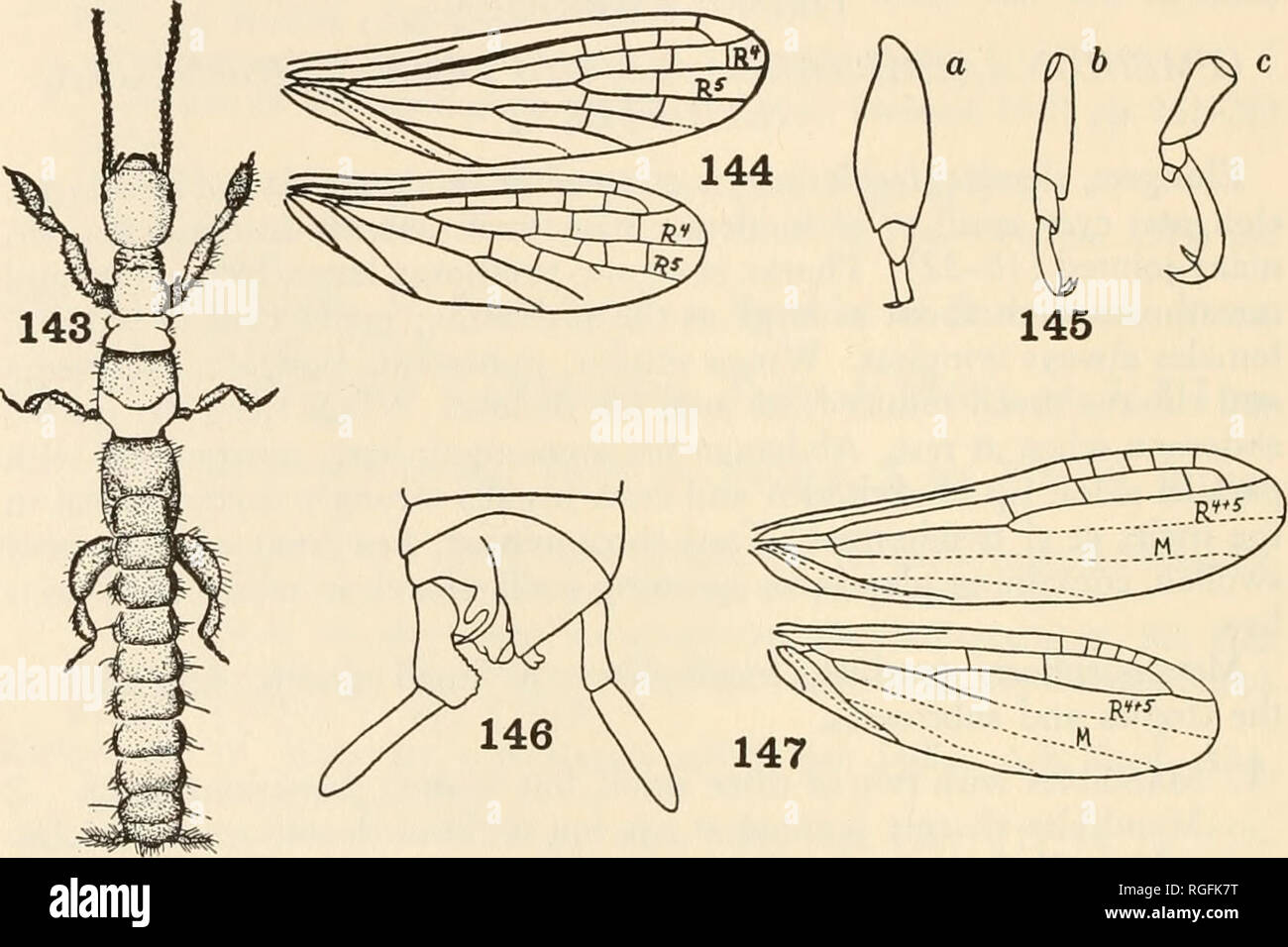 . Bulletin of the Museum of Comparative Zoology at Harvard College. Zoology. 120 bulletin: museum of comparative zoology Left cercus one-jointed in adult male, with no distinct second joint. (Notoligotoma, Austr.; Ptilocerembia, Mai.) NOTOLIGOT6MID^E Wings with well developed venation; anterior branch of the cubitus forked; abdominal terminalia nearly symmetrical; comparatively large species (15—18 mm. in length). (Clothoda, Neotrop.) CLOTHODIDiE Wings with poorly developed venation, only the first three branches of the radius and one cubital vein distinct; abdominal terminalia strongly asymme Stock Photo
