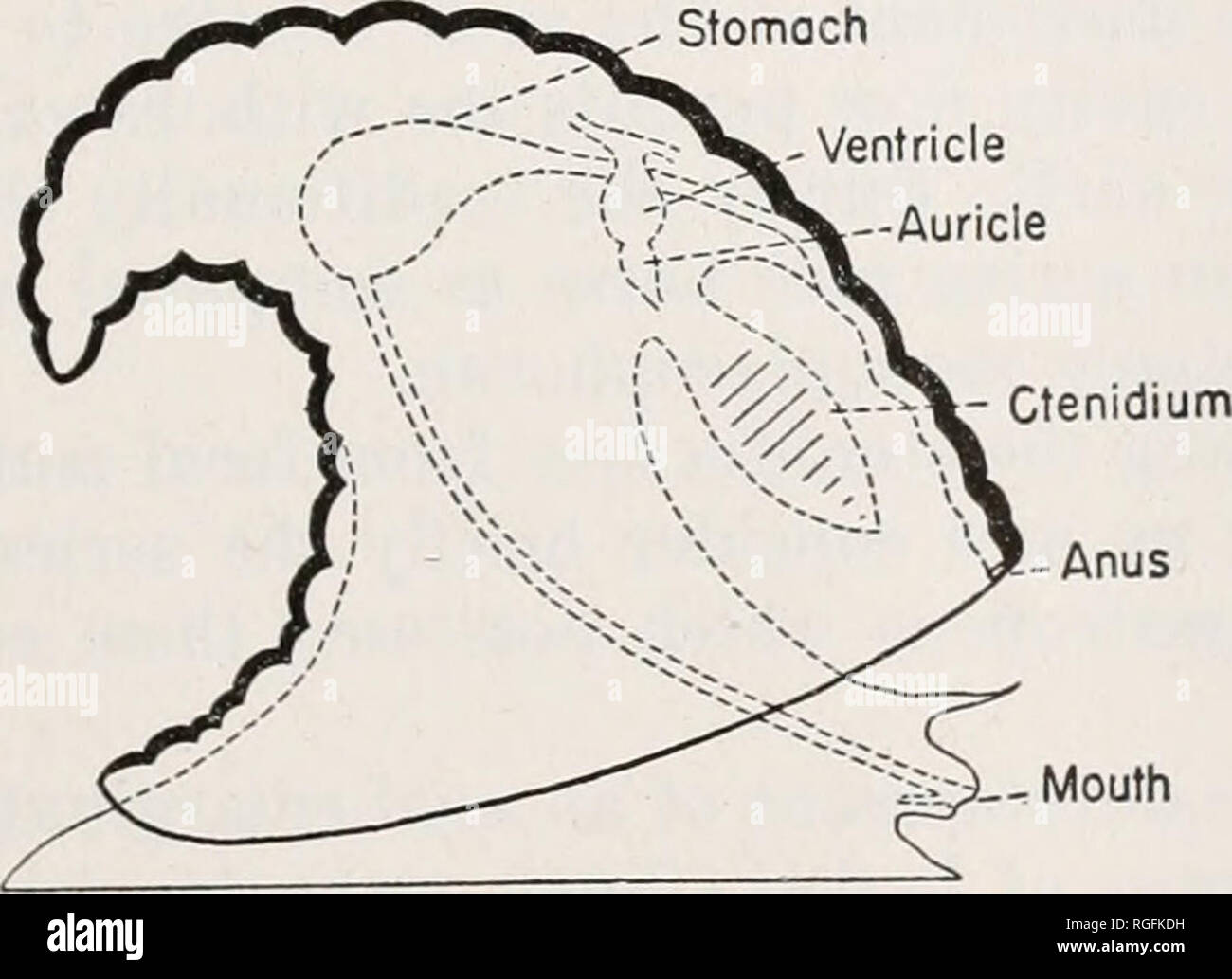 Anus Diagram Side View