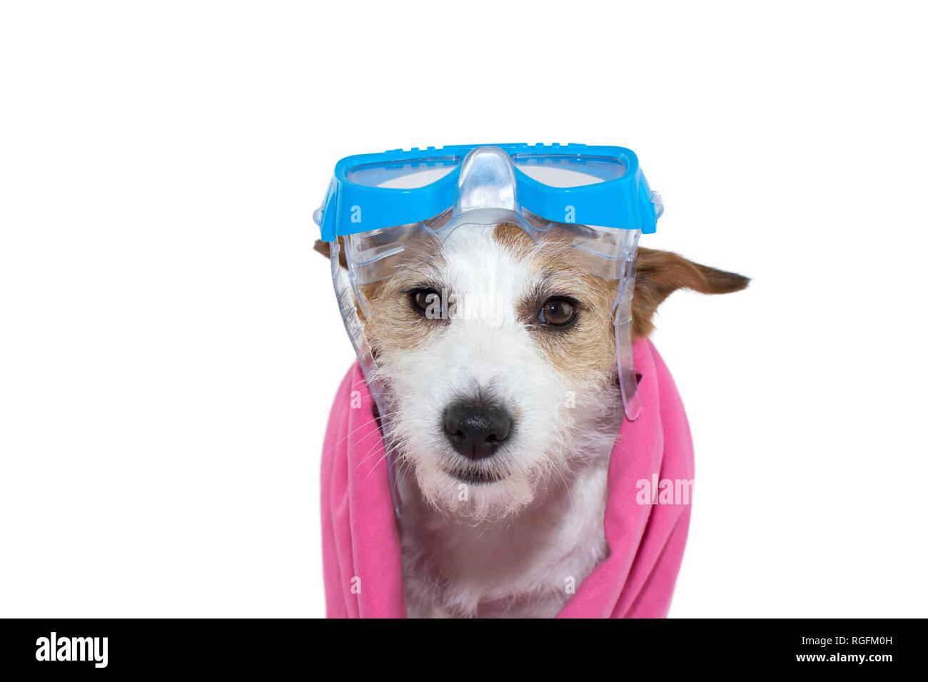 SWIMMING DOG ON SUMMER. JACK RUSSELL PUPPY WITH GOGGLES AND A PINK TOWEL. ISOLATED SHOT AGAINST WHITE BACKGROUND. Stock Photo
