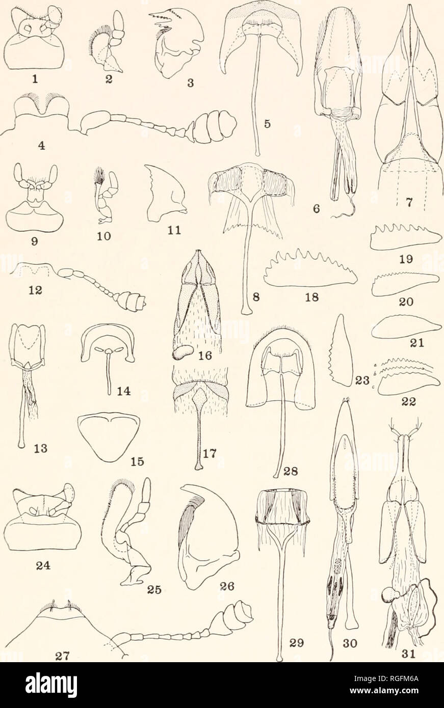 . Bulletin of the Museum of Comparative Zoology at Harvard College. Zoology. BULL. MUS. COMP. ZOOL Parsons. Nearctic Nitidulidae. Plate 10. Please note that these images are extracted from scanned page images that may have been digitally enhanced for readability - coloration and appearance of these illustrations may not perfectly resemble the original work.. Harvard University. Museum of Comparative Zoology. Cambridge, Mass. : The Museum Stock Photo