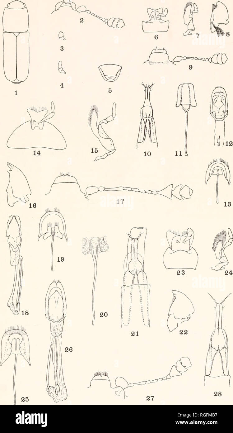 . Bulletin of the Museum of Comparative Zoology at Harvard College. Zoology. BULL. MUS. COMP. ZOOL. Parsons. Nearctic Nitidulidae. Plate 5. Please note that these images are extracted from scanned page images that may have been digitally enhanced for readability - coloration and appearance of these illustrations may not perfectly resemble the original work.. Harvard University. Museum of Comparative Zoology. Cambridge, Mass. : The Museum Stock Photo