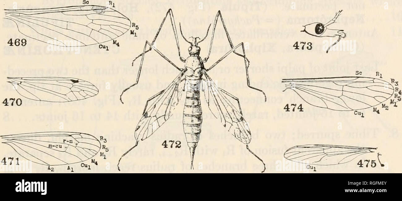 . Bulletin of the Museum of Comparative Zoology at Harvard College. Zoology. BRUES AND MELANDER: CLASSIFICATION OF INSECTS 267 a. Antennse 16-jointed; fourth vein forked as Mi and M2; legs not banded. (Ptychoptera (=Liriope) (Fig. 474), widespr.). PTYCHOPTERIN^l Antennse 20-jointed; fourth vein simple as Mi+2; legs banded with black and white. (Bittacomorpha (Fig. 475), Bittaco- morphella, nearc.) BITTACOMORPHIN^. Figs. 469-475. Tipulidse, Limoniidse, Ptychopteridse 469. Limnophila, wing (Alexander) Limoniidse. 470. Tipula, wing. Tipulidse. 471. Dolichopeza, wing (Alexander) Limoniidse. 472. T Stock Photo