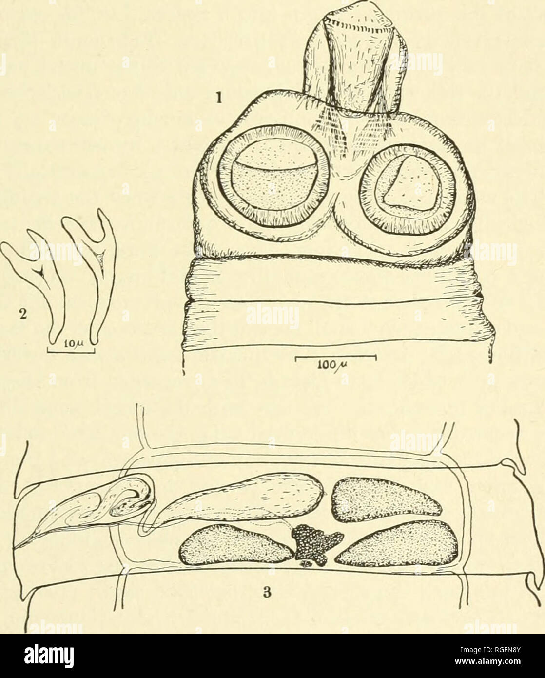 . Bulletin of the Museum of Comparative Zoology at Harvard College