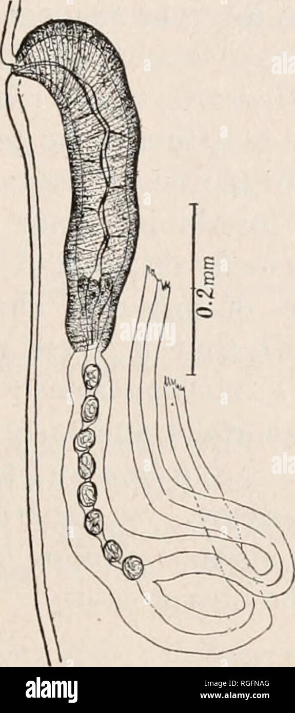 . Bulletin of the Museum of Comparative Zoology at Harvard College. Zoology. sandground: African nematoda 345 0.16 to 0.18 mm. by 0.015 mm. broad. Gubernaculum, apparently v shaped or triangular in ventral view, measures about 0.060 mm. but lightly cuticularized and consequently difficult to define. Female. Length 17 to 21 mm.; maximum width 0.40 mm. Muscular oesophagus 0.35 to 0.37 mm.; glandular oesophagus 4.3 to 5.4 mm. Body tapers posteriorly to form a gracefully curved tail with rounded end provided with two minute spike-like papaillae. Anus slightly. Fig. 5. Paraspirura mabuyae. Female g Stock Photo