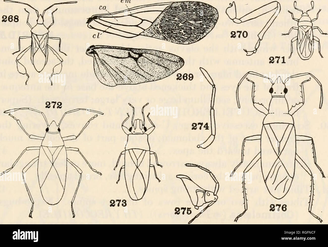 . Bulletin of the Museum of Comparative Zoology at Harvard College. Zoology. BRUES AND MELANDER: CLASSIFICATION OF INSECTS 149 37. Veins of membrane usually four or five in number and not forming anteapical cells. (Geocoris, Nysius, cosmop. (False chinch- bug); Graptostethus, palsearc, ethiop., indomal.; Oncopel- tus, widespr.; Lygaeus, Ligyrocoris (Fig. 276), Lygaeosoma, widespr.;Blissus (B. leucopterus, Chinch-bug (Fig. 271))). (GEO- CORIDJE, MYODOCHIDM) LYG-ffilD-ffi em. Figs. 268-276. Hemiptera 268. Leptoglossus (Chittenden) Coreidse. 269. Anasa, wings (Tower) Coreidse. 270. Anasa, leg (To Stock Photo