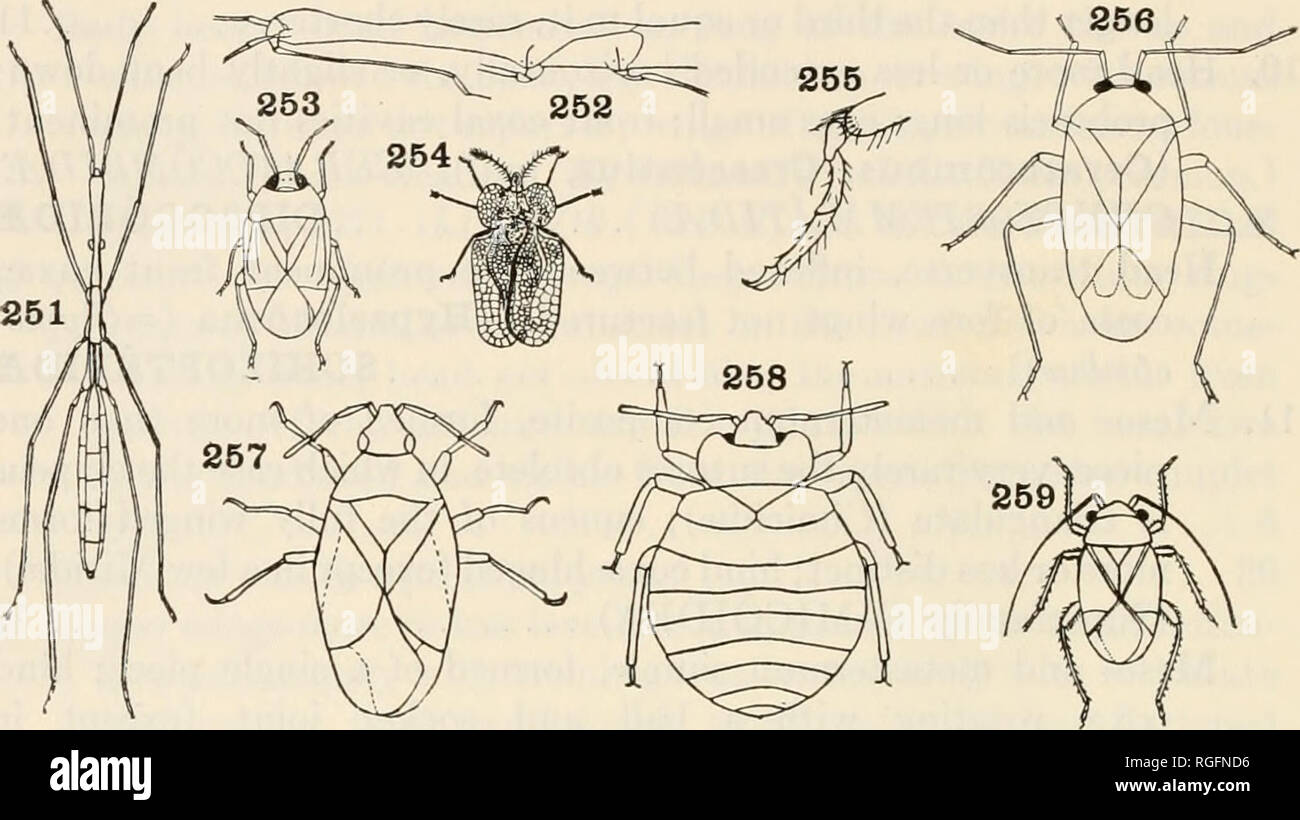 . Bulletin of the Museum of Comparative Zoology at Harvard College. Zoology. 144 bulletin: museum of comparative zoology Membrane with few veins, legs not lengthened; small species. Minute pirate-bugs. (Anthocoris, Triphleps, cosmop. {T. in- sidibsus, Predatory flower-bug)). (Fig. 257). ANTHOCORID^l 16. Ocelli of both sexes absent; tarsi three-jointed (exceptionally two- jointed in a few Miridse) 17. Figs. 251-259. Hemiptera 251. Hydrometra (Miall) Hydrometridae. 252. Hydrometra, profile of anterior portion of body (Hungerford) Hy- drometridse. 253. Isometopus (Heidemann) Isometopidae. 254. Co Stock Photo