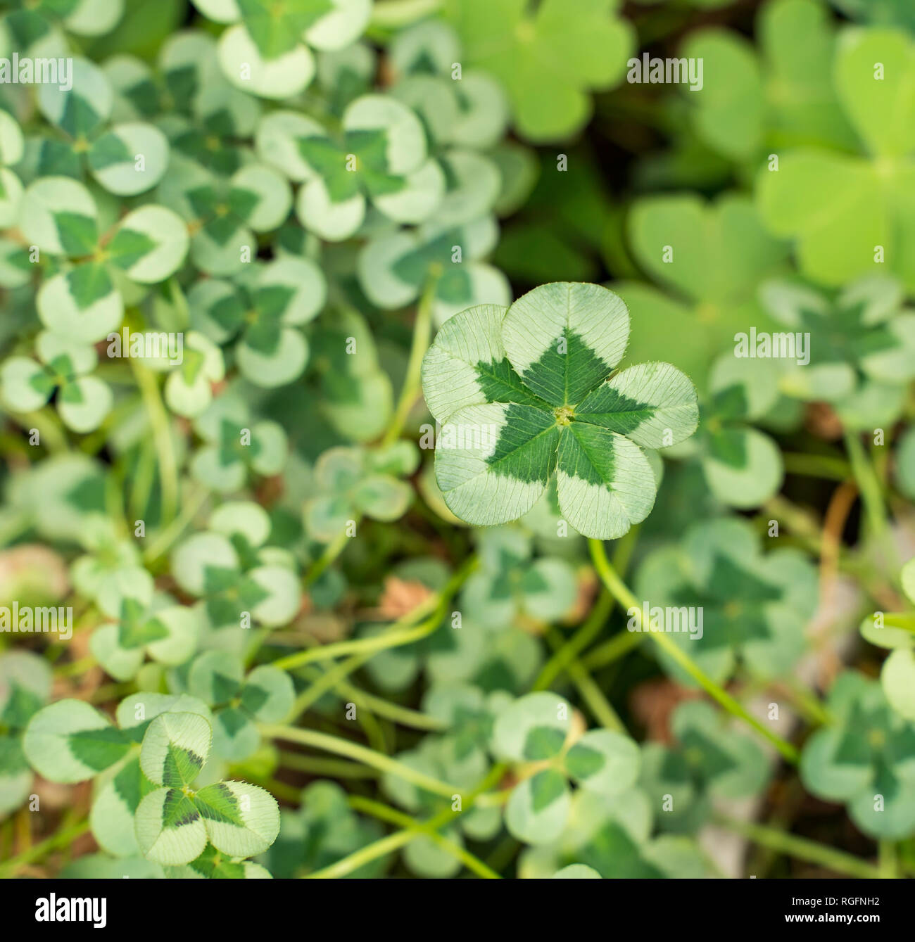 three shamrock leaves in a clover patch Stock Photo