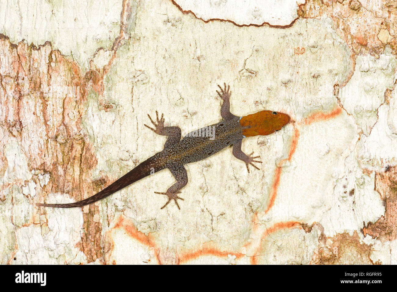 Yellow-headed Gecko (Gonatodes albogularis) male resting on tree trunk, Panama, October Stock Photo