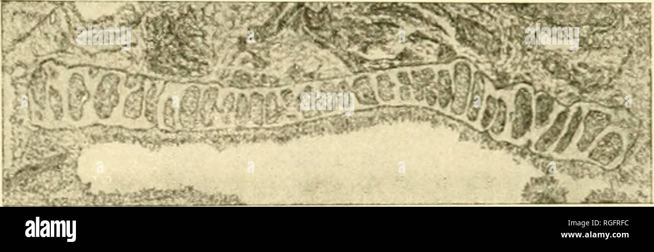 Polytrema High Resolution Stock Photography And Images Alamy