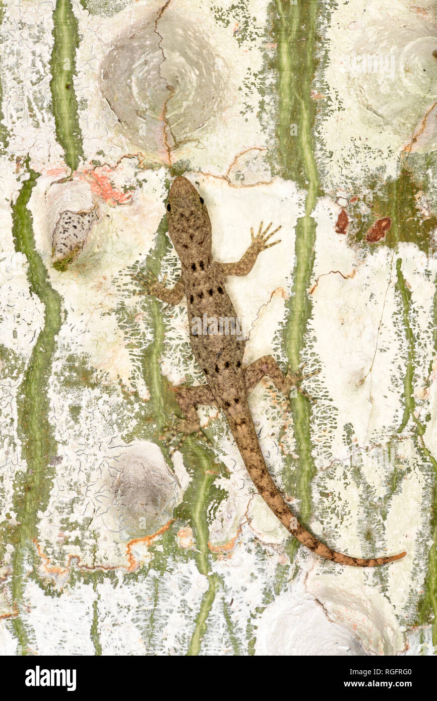 Yellow-headed Gecko (Gonatodes albogularis) female resting on tree trunk, Panama, October Stock Photo