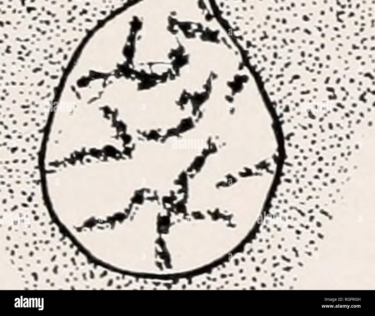 Bulletin Of The Museum Of Comparative Zoology At Harvard College Zoology 16 A M A A Gt Gt Rtt A R A A Vv Y A A F A A A I X Lt I A A A