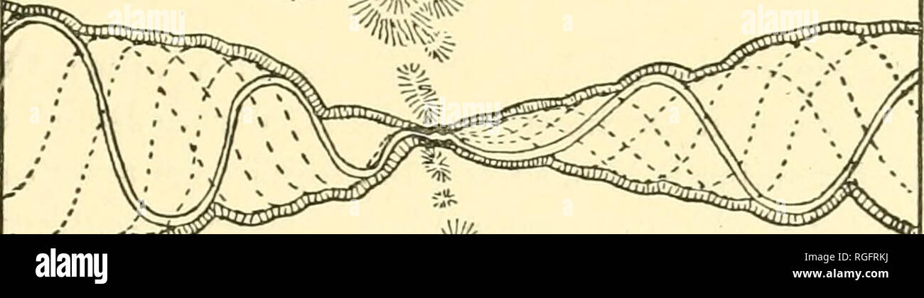 Bulletin Of The Museum Of Comparative Zoology At Harvard College Zoology Davis Rivek Terraces In New
