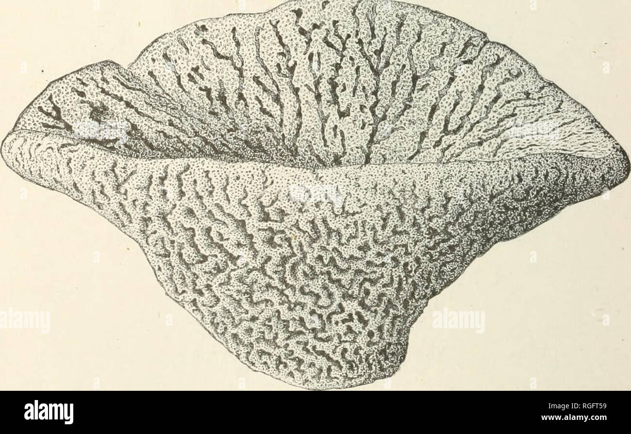 . Bulletin of the Museum of Comparative Zoology at Harvard College. Zoology; Zoology. Fig. 522. — Aphrocallistes Bocagei. f. which has been dredged by the &quot; Blake &quot; in depths of from 164 to 400 fathoms. It is also found in the eastern basin of the North Atlantic. The network appears to be formed by the co- alescence of stellate spicules. These sponges are often attached to corals and soldered together, so as to form large convo- luted masses. Dactylocalyx is one of the most characteristic of the Caribbean types. The shape of Dactylocalyx pumi- ceus (Fig. 523) varies from that of a cu Stock Photo