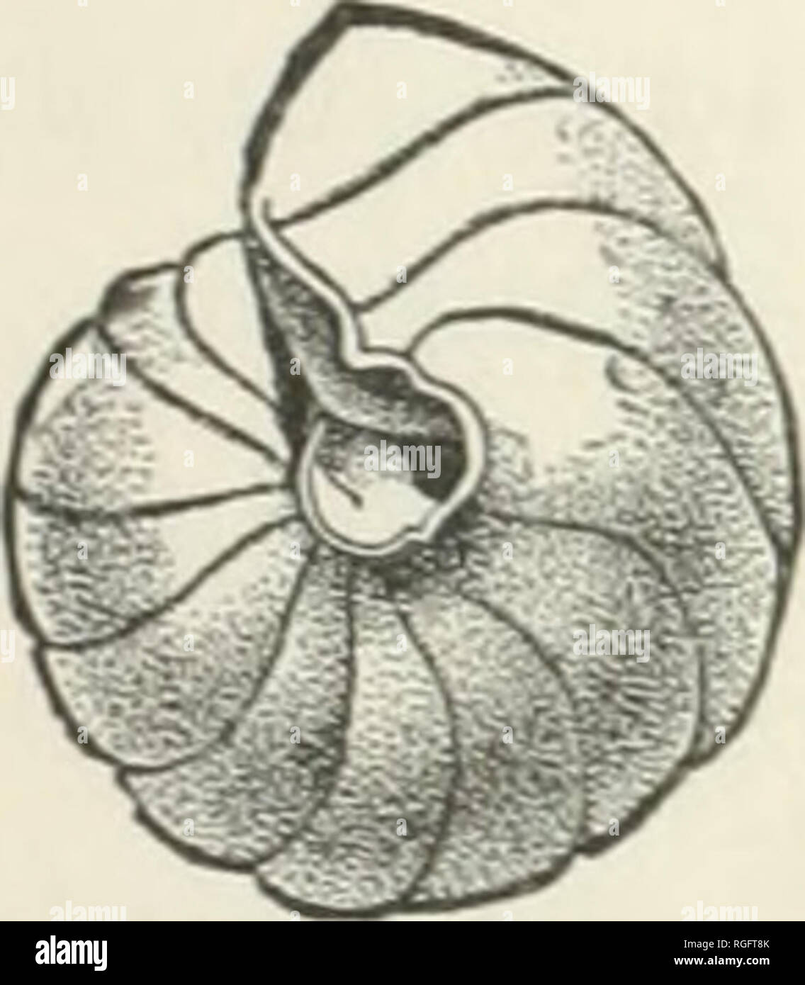 . Bulletin of the Museum of Comparative Zoology at Harvard College. Zoology; Zoology. Fig. 516. Fig. 517. Pulvinulina Menardii. f. (Goes.). line species, and its ally, P. Menardii (Figs. 516, 517), is one of the most common deep-water species. It is also pelagic. Another deep-water form is Truncatulina Un- geriana. (Fig. 518.) The little Polytrema miniaceum (Fig. 519) is a delicate red parasitic foraminifer, occurring everywhere in the West Indies, which resembles certain mi- nute corals. It has a long geological history, dating back to the devonian. Of the Nummuli- nidae, Polystomella erispa Stock Photo