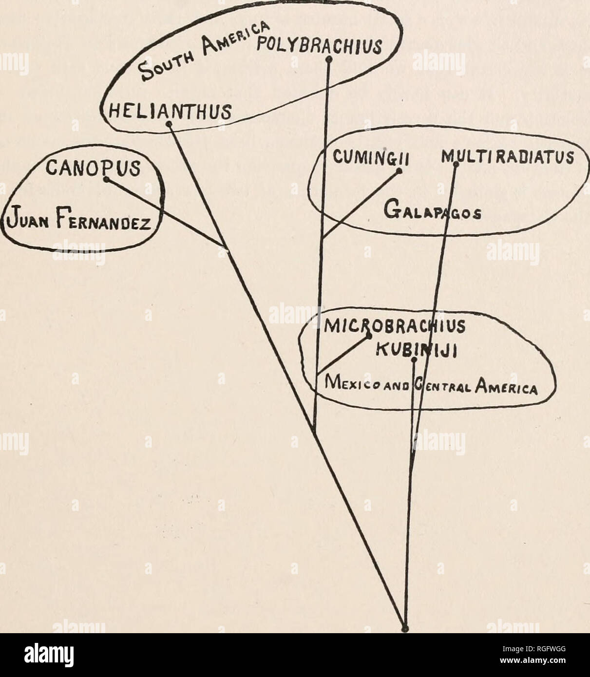 Process Of Natural Selection Diagram