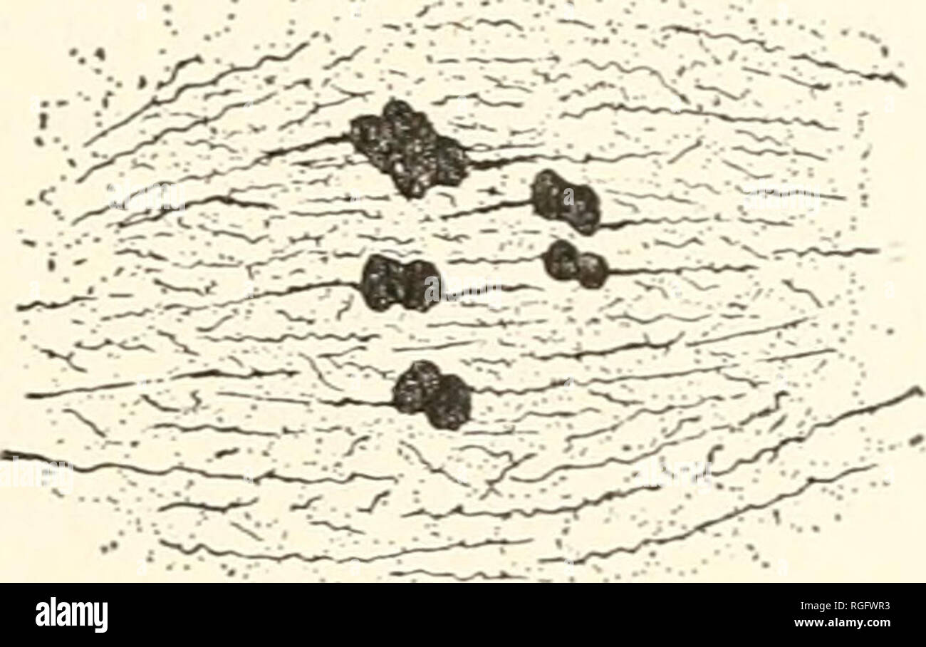 . Bulletin of the Museum of Comparative Zoology at Harvard College. Zoology. Fig. D. Fig. E. Fig. D. Metaphase of second spermatocyte. The difference in shape and orien- tation existing between the accessory and the other chromosomes is evident. X960. Fig. E. High magnification of same stage, showing the differences between the accessory chromosome and the other chromosomes, in the relations of chromatids and in the attachment of mantle fibres. X 1.920. Fig. F. Slightly later stage; showing the effect of the contraction of the mantle fibres on the orientation of the accessory chromosome. X 1,9 Stock Photo