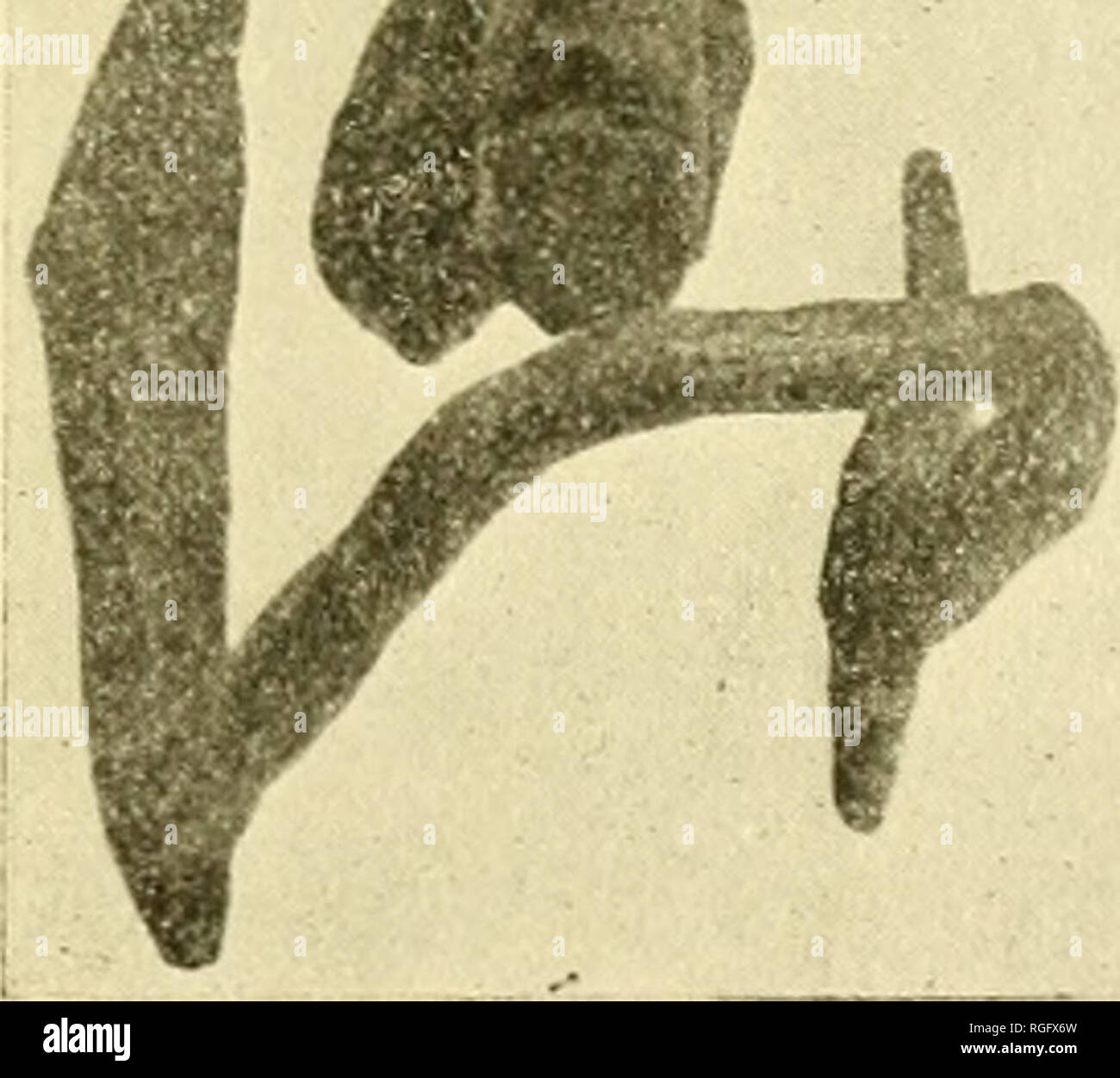 Bulletin Of The Museum Of Comparative Zoology At Harvard College Zoology For Olj S Cri Orb A Pt Pi L A Bn Hy Vrl Mk Fig C From Photograph Of Wax Model Of The