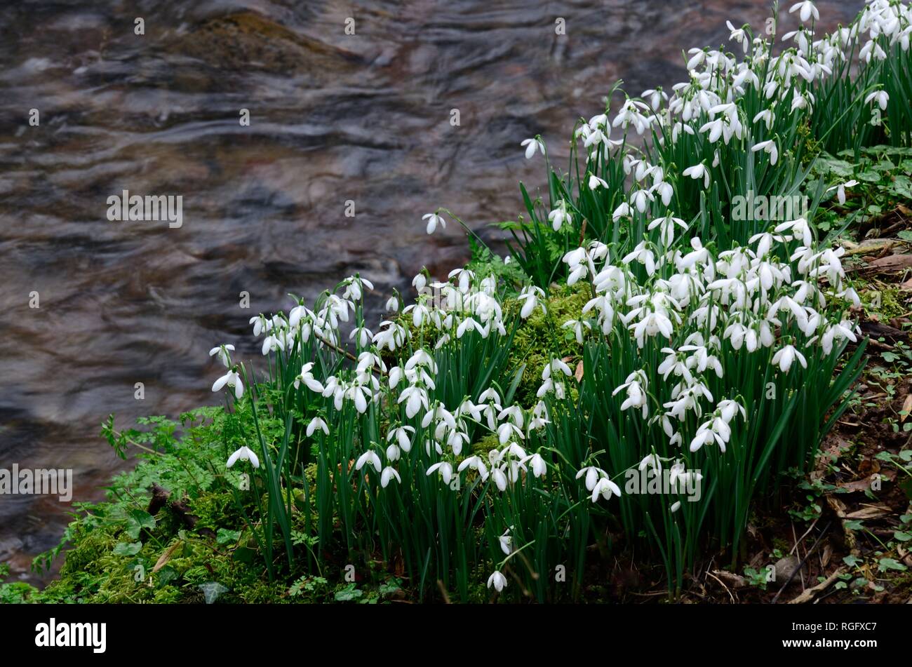 Snowdrops Galanthus nivalis growing on the bank of a stream river Carmarthenshire Wales UK Stock Photo