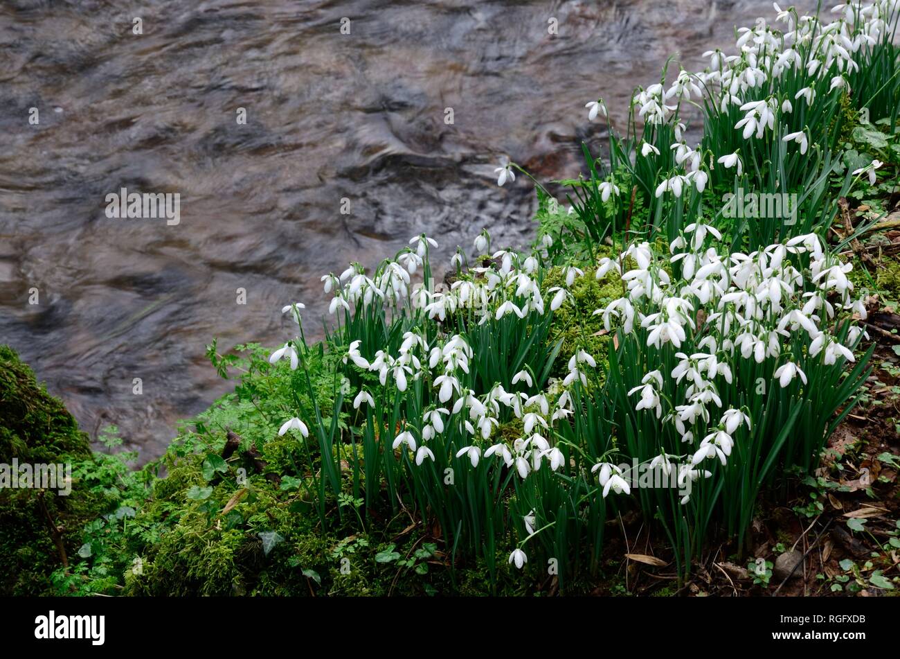 Snowdrops Galanthus nivalis growing on the bank of a stream river Carmarthenshire Wales UK Stock Photo