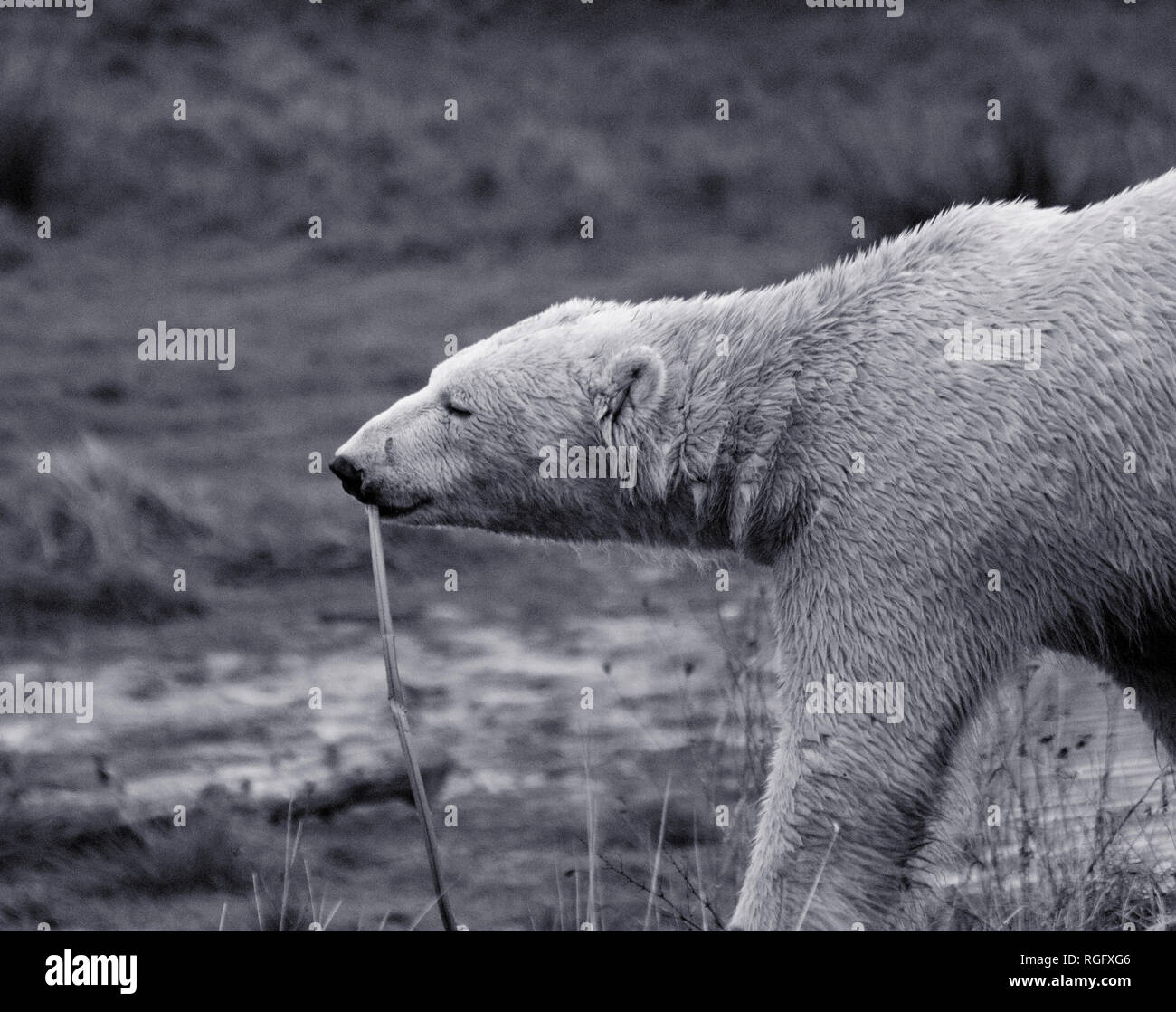 Black and white polar bear Stock Photo - Alamy