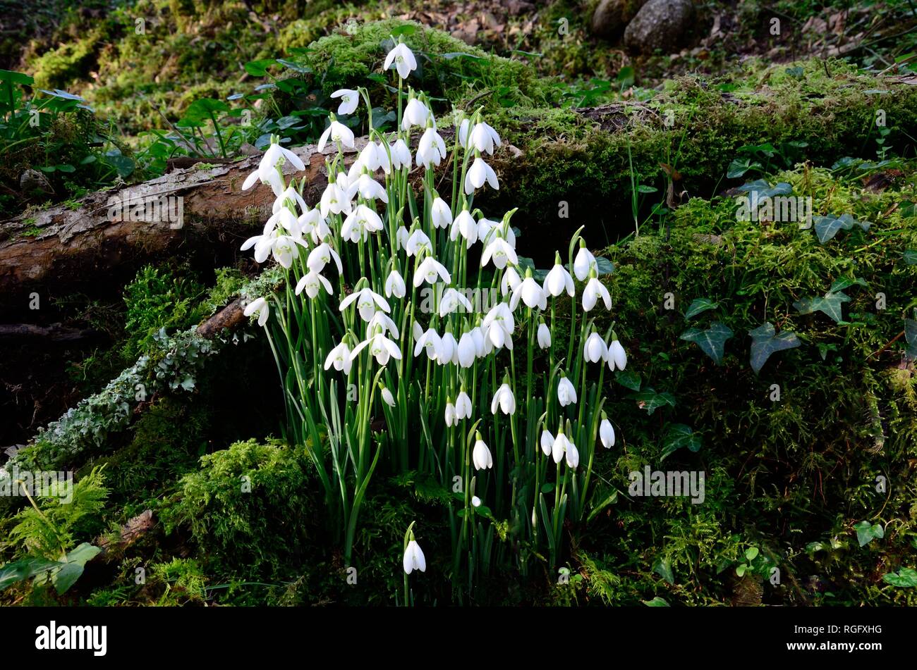 Snowdrops Galanthus nivalis flowers growing in moss mossy woods woodland Carmarthenshire Wales Cymru UK Stock Photo
