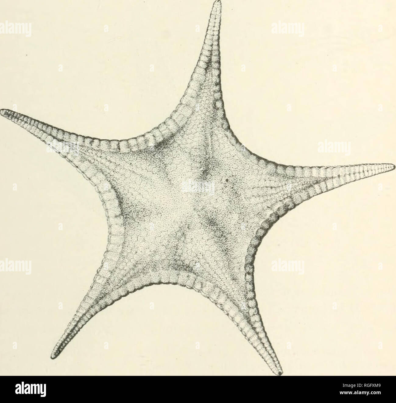 . Bulletin of the Museum of Comparative Zoology at Harvard College. Zoology; Zoology. CHARACTERISTIC DEEP-SEA TYPES. STARFISHES. 103 novelties described by Perrier, the species of Goniopecten reveal many points of similarity in the structure of Pentagonaster ( Fig. 377), Archaster (Fig-. 378), and Astropecten, which were all supposed to be radically distinct. The genus Anthenoides (Fig- 379) is interme- &quot;* diate between Anthenea, with large pedi- • cellariae, and Pentagonaster, with smaller i^'' f^^'? ones and granules. Ctenaster (Fig. 380), on the other hand, recalls a gigantic Cte- no Stock Photo