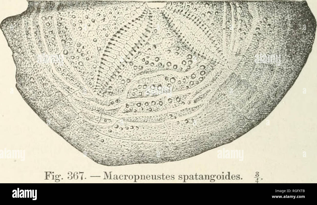 Echi Stock Photos Echi Stock Images Alamy - 