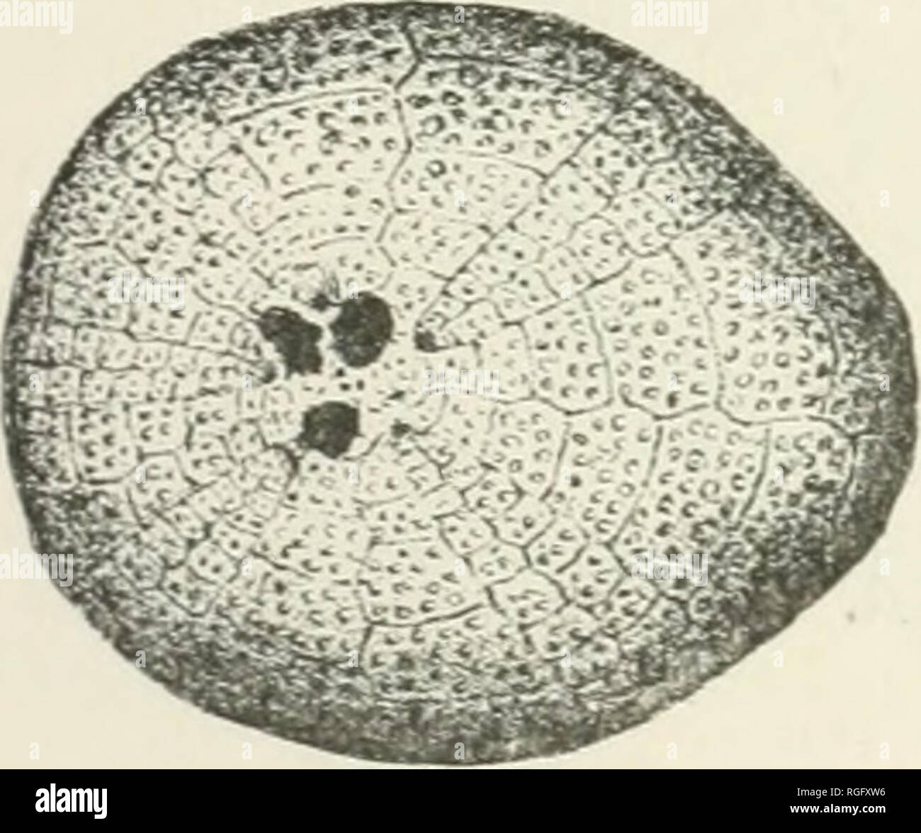 . Bulletin of the Museum of Comparative Zoology at Harvard College. Zoology; Zoology. Fig. '.'AY.). — Hemipedina cubensis. }. of proof that pedicellate are merely modified spines. The only other striking- genus among the regular urchins is that of Hemi- pedina (Fig. 363), the modern repre- sentative of a family once greatly de- veloped in the cretaceous period. Although the line to the eastward of Charleston, S. C, was commenced off the very home of the Scutelke and other clypeastroids, it is remarkable that not a single Mellita or Clypeaster was dredged either on that line or the line run in  Stock Photo