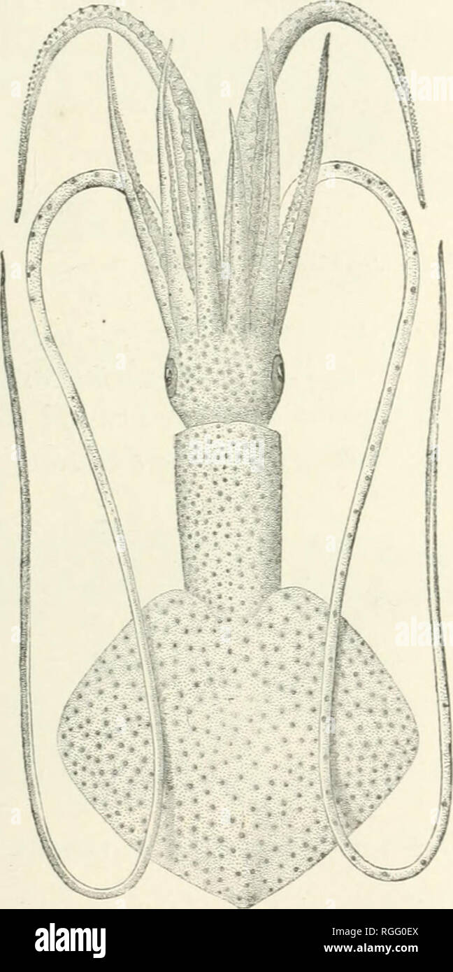 . Bulletin of the Museum of Comparative Zoology at Harvard College. Zoology; Zoology. Fig. 27.&quot;;. — X.etoteuthis Pourtalesii. |. (Verrill.). Fig-. 276.—Mastigoteuthis Agassizii. . (Verrill.) nearly to their tips by a thick soft web ; among the cuttle-fishes, a small reddish-brown species, Nectoteuthis Pourtalesii (Fig. 275), characterized by its short thick body and the great size. Please note that these images are extracted from scanned page images that may have been digitally enhanced for readability - coloration and appearance of these illustrations may not perfectly resemble the orig Stock Photo