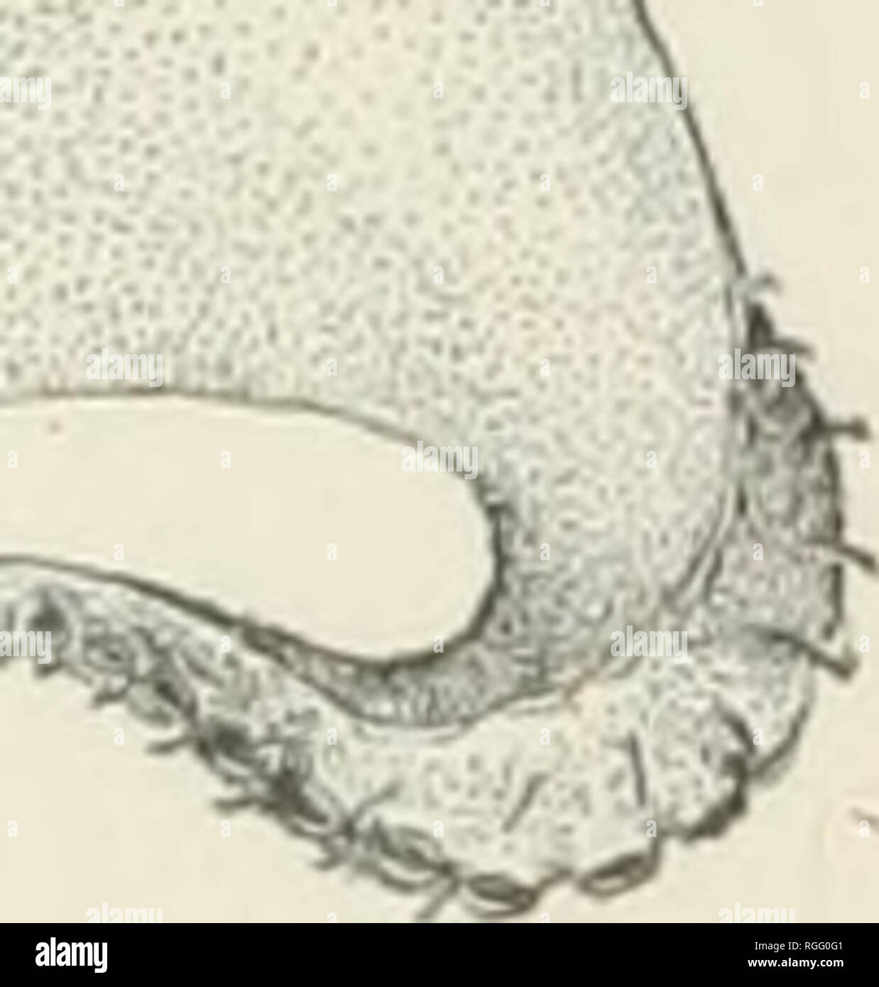 . Bulletin of the Museum of Comparative Zoology at Harvard College. Zoology; Zoology. Fig. 274. — Opisthoteuthis Agassizii. Abt. |. (Verrill.) which they have been obtained. Many of them are pelagic, and serve as food for a large number of marine animals.1 Professor Verrill, who has examined the cephalopods collected by the &quot; Blake,&quot; mentions as specially noteworthy the follow- ing: Opisthoteuthis Agassizii (Fig. 274), a species with a broad body of a dark chocolate color, long fins, and arms united 1 Very common in the Gulf Stream is surface. It is known as the &quot; flying the Sth Stock Photo