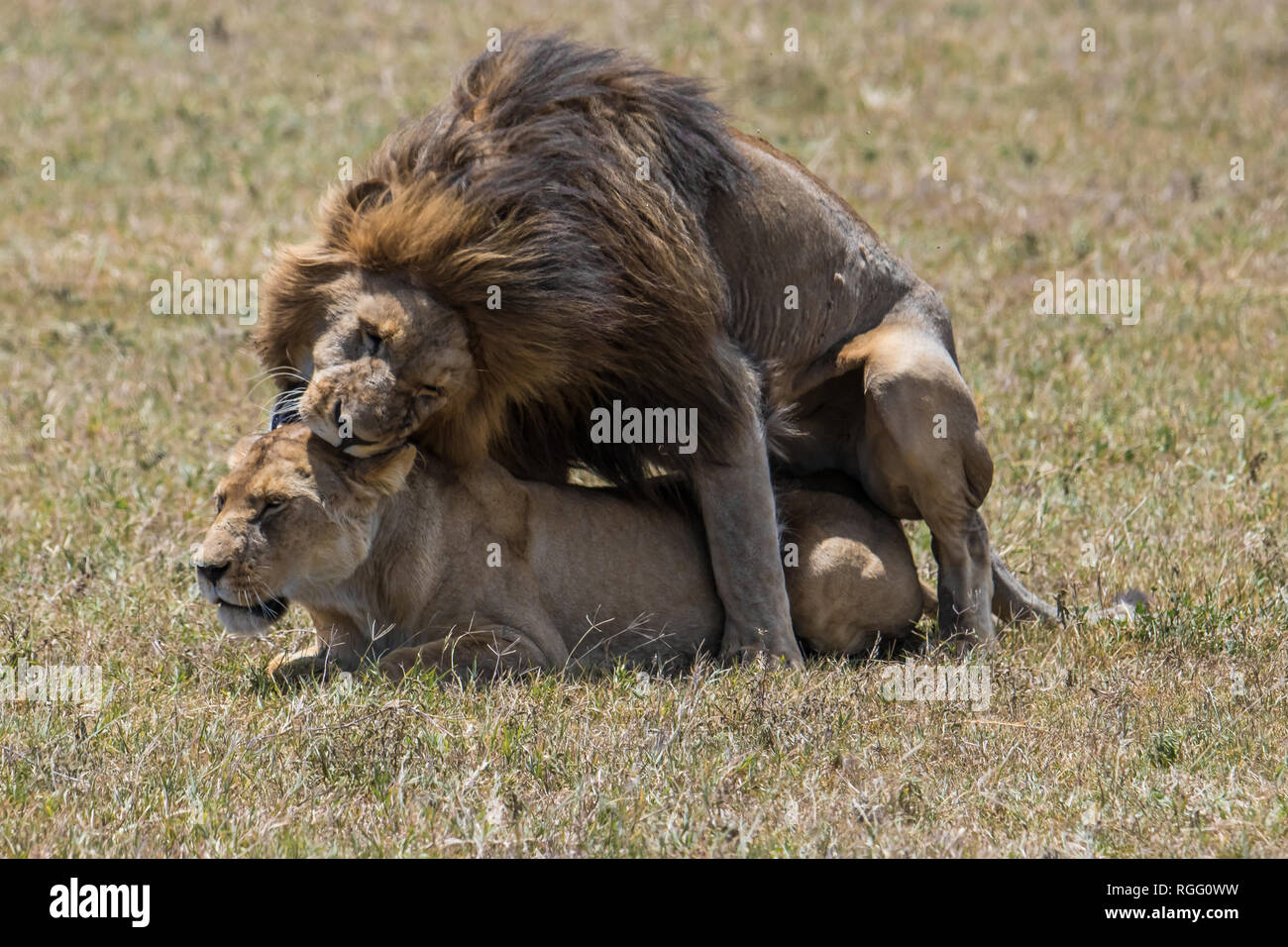 Lion and lioness mating time Stock Photo