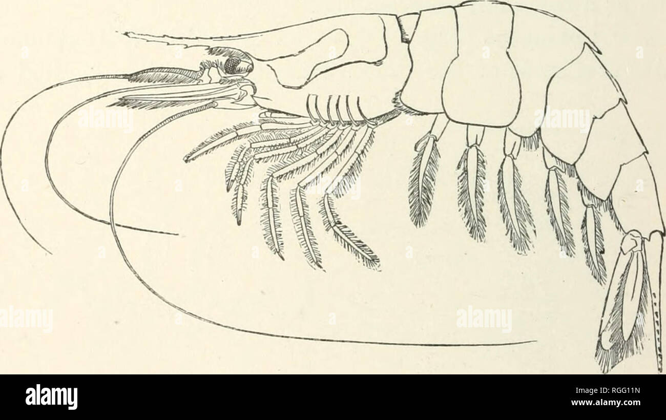 . Bulletin of the Museum of Comparative Zoology at Harvard College. Zoology; Zoology. Fig. 244.—Heterocarpus carinatus. '^. (S. I. Smith.) were taken in 200 to 1,000 fathoms ; they are apparently char- acteristic of the fauna at that depth in the West Indian region. The species of the new genus Stylodactylus, dredged from 400 to 500 fathoms, probably represents a new family of Caridea.. Fig. 246.—Acanthephyra Agassizii. . (S. I. Smith.) The oral appendages and branchiae belong to a peculiar type of structure, and the claws of the first and second pairs of legs are very long and slender, with  Stock Photo