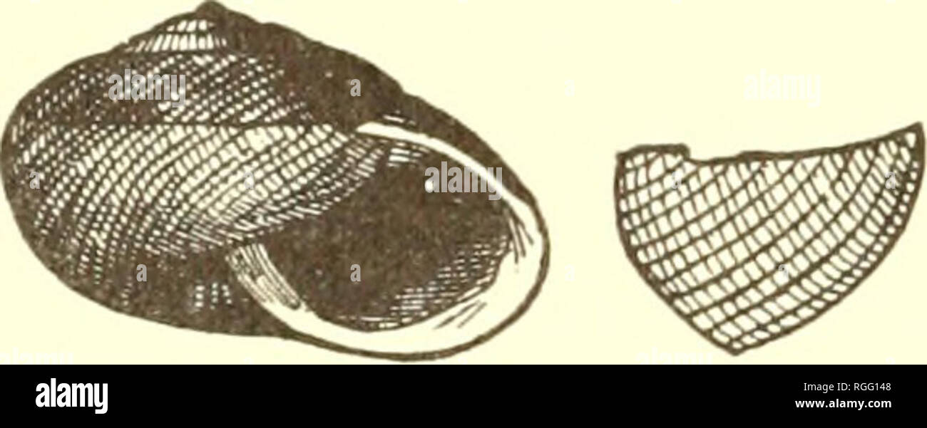 . Bulletin of the Museum of Comparative Zoology at Harvard College. Zoology. 364 TERRESTRIAL AIR-BREATHING MOLLUSKS.. Helix reticulata (Pfeiffer). Arionta ramentosa, Gould. Shell umbilicate, depressed-globose, solid, obliquely striated, and marked Fi 245. with oblong, somewhat regular granulations formed by striae descending towards the an- terior part; yellowish with one revolving reddish band; spire shortly conic ; whorls 5h, somewhat convex, the last broad, rounded, not falling in front; umbilicus narrow, not pervious ; aperture diagonal, roundly lunate ; peristome wbite, thickened, its end Stock Photo