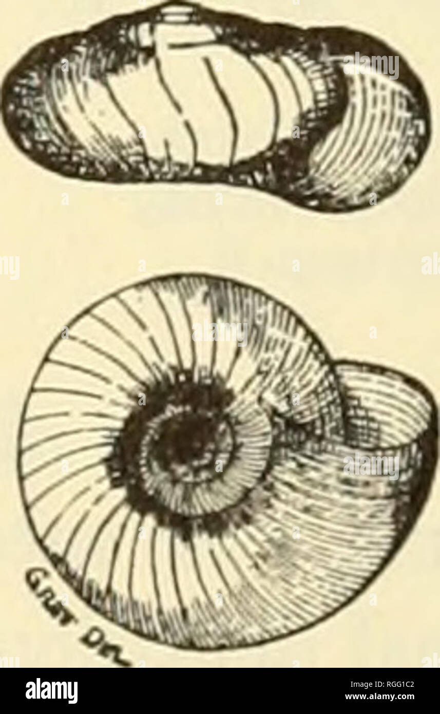 . Bulletin of the Museum of Comparative Zoology at Harvard College. Zoology. Zonites caducus, Pfeiffer. cerinoideus, Anthont. Gundlachi, Pfeiffek. Found also in Texas, at Hidalgo, by Dr. Singley. Zonites Singleyanus, Pilsbky. Shell minute, broadly umbilicate, planorboid, the spire scarcely perceptibly ex- serted; subtranslucent, waxen white, shining, smooth, under a strong lens seen to be slightly wrinkled by growth-lines; whorls three, rather rap- idly increasing, separated by well impressed sutures, convex, the apex rather large; body whorl depressed, slightly descending, indented below arou Stock Photo