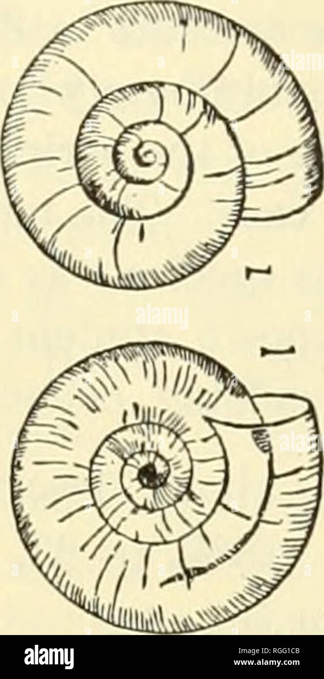 . Bulletin of the Museum of Comparative Zoology at Harvard College. Zoology. MUSEUM OF COMPARATIVE ZOOLOGY. 195. Zonites caducus, Pfeiffer. cerinoideus, Anthont. Gundlachi, Pfeiffek. Found also in Texas, at Hidalgo, by Dr. Singley. Zonites Singleyanus, Pilsbky. Shell minute, broadly umbilicate, planorboid, the spire scarcely perceptibly ex- serted; subtranslucent, waxen white, shining, smooth, under a strong lens seen to be slightly wrinkled by growth-lines; whorls three, rather rap- idly increasing, separated by well impressed sutures, convex, the apex rather large; body whorl depressed, slig Stock Photo