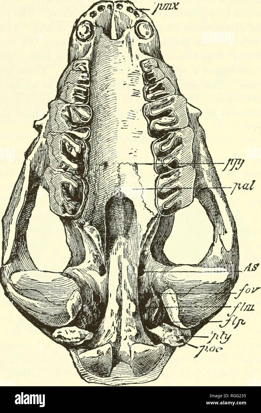 Foramen Lacerum High Resolution Stock Photography and Images - Alamy