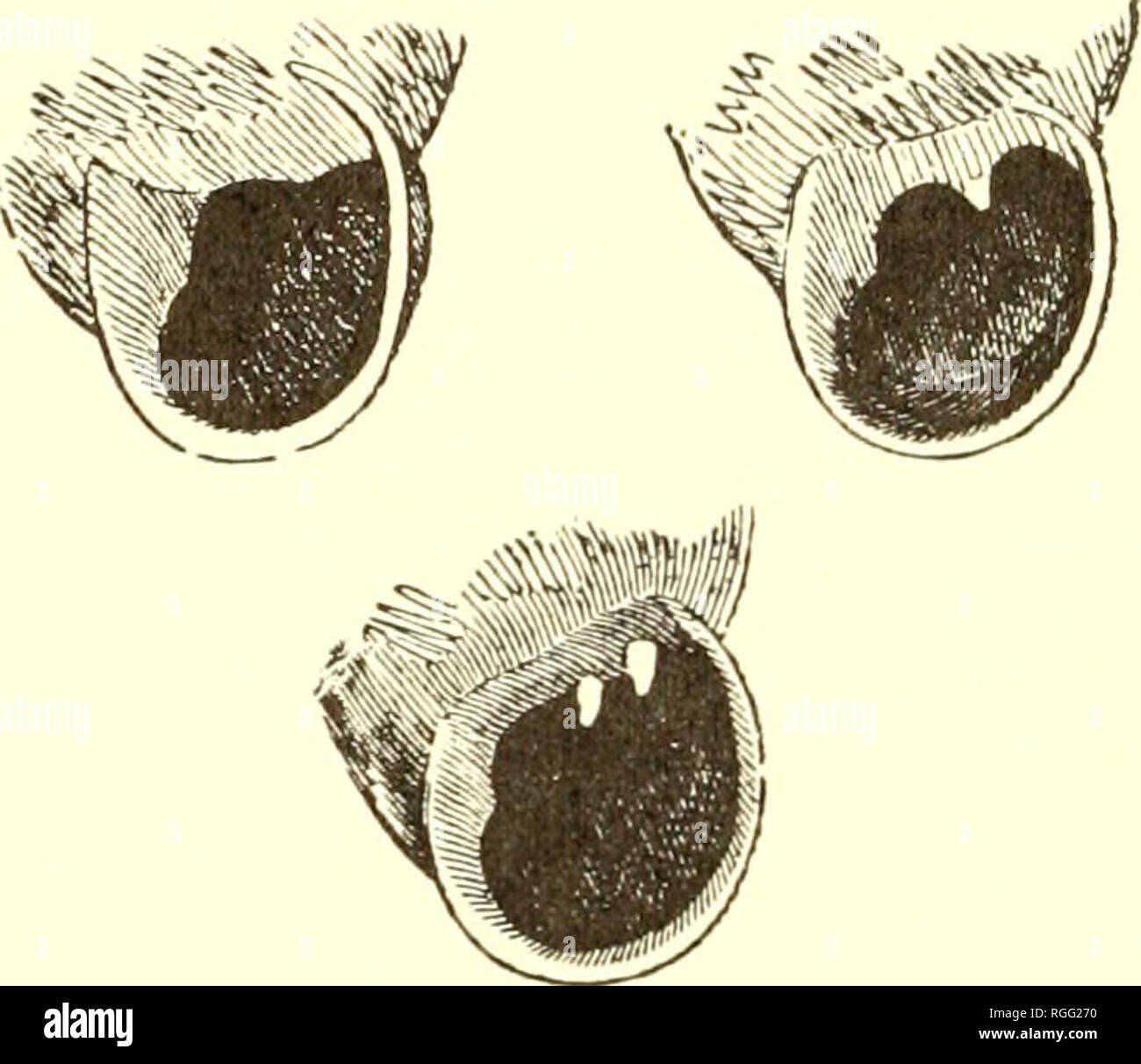 . Bulletin of the Museum of Comparative Zoology at Harvard College. Zoology. 210 TERRESTRIAL AIR-BREATHING MOLLUSKS. Pupa corticaria, Say, Nich. Encycl., IV. ed. 3, 1819, PI. IV. Fig. 5. — Gould, Boat. Journ. Nat. Hist., III. 397, PI. HI. Fig. 19 (1840) ; IV. 358 (1843). - DeKay, N. Y. Moll. 50, PI. IV. Fig. 49 (1843). — Kustek, in Chemnitz, 2d ed., p. 27, Tab. XIII. Figs. 19-20. — Pfeiffer, Mon. Hel. Viv., II. 328. — Binnky, Terr. Moll., II. 339, PI. LXX1I. Fig. 4. — W. G. Binney, Terr. Moll., IV. 146 ; L. &amp; Fr.-W. Sh., I. 244 (1869). — Gould and Binney, Invert, of Mass. [2], 439 (1870).  Stock Photo