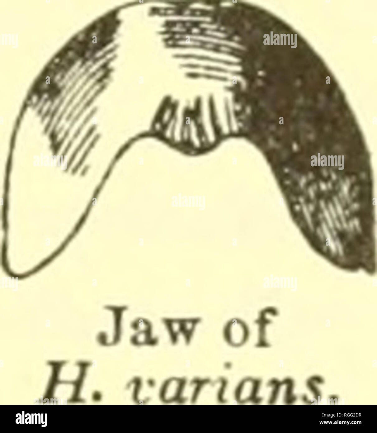 . Bulletin of the Museum of Comparative Zoology at Harvard College. Zoology. HEMITROCHUS. 175 The jaw is strongly arched with acuminated ends, smooth anterior surface, and decided median prominence to cutting margin. Fig. 84 represents the jaw of varians. The other West-Indian species examined by me 1 J Fig. 84. have the same type of jaw. The lingual membrane (PI. IV. Fig. L) has about 33—1—33 teeth; another specimen gave 43—1—43 teeth, with 17 perfect laterals. The central tooth has a long, narrow base of attach- ment with lower, outer angular expansions and incurved lower margin. The reflect Stock Photo