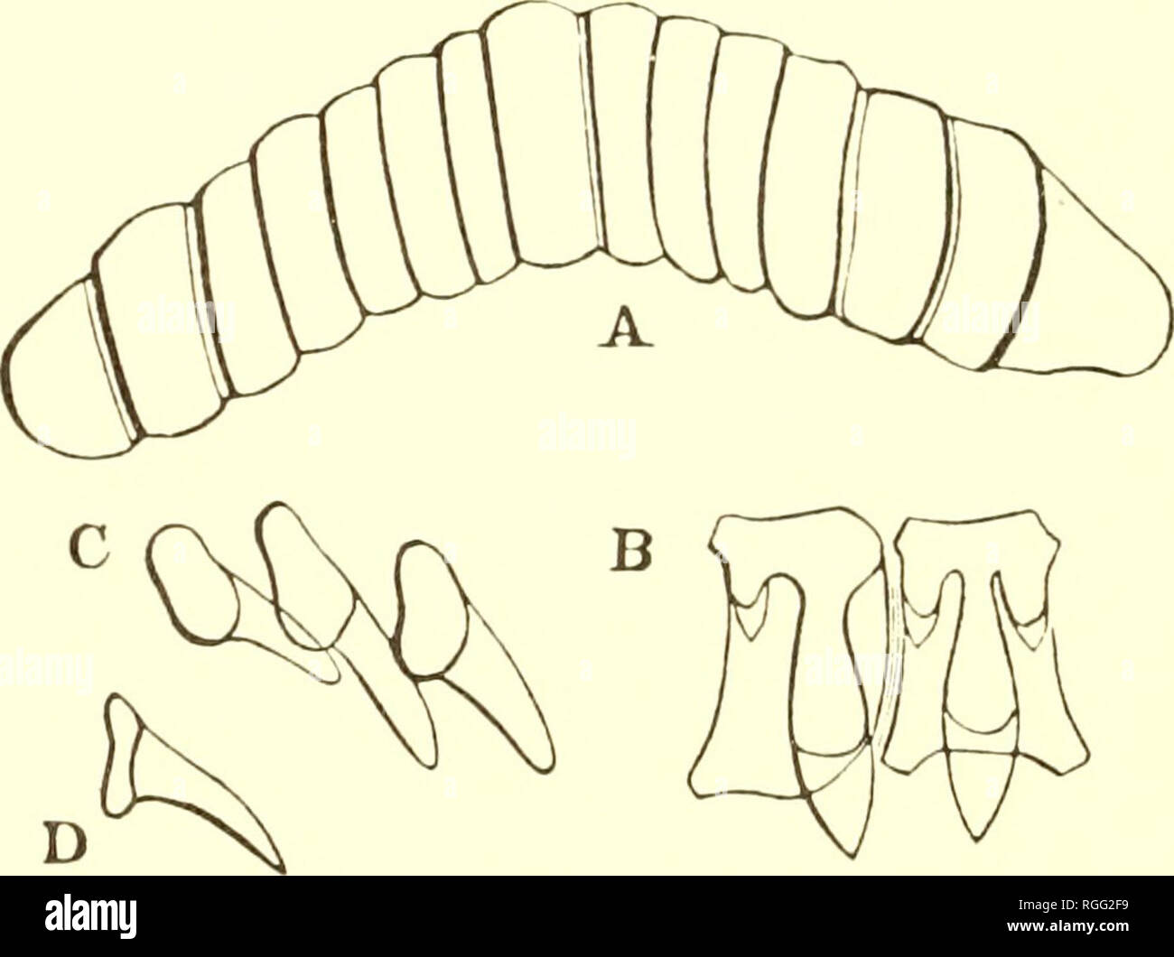 . Bulletin of the Museum of Comparative Zoology at Harvard College. Zoology. Fig. 81.. Jaw and teeth of M Lansingi. crowded, flat ribs, slightly denticulating either margin. The first impression given by the jaw is that it bears narrow, separated ribs, as in Bulimulus, Cylin- drella, etc. A more careful study of it, however, shows the ribs to be very broad, crowded, flat, with narrow interstices between them. Lingual membrane with 17—1—17 teeth; G laterals. Centrals (Fig. B) with the base of attachment longer than wide, the lower lateral angles ex- panded ; upper margin broadly reflected ; ref Stock Photo